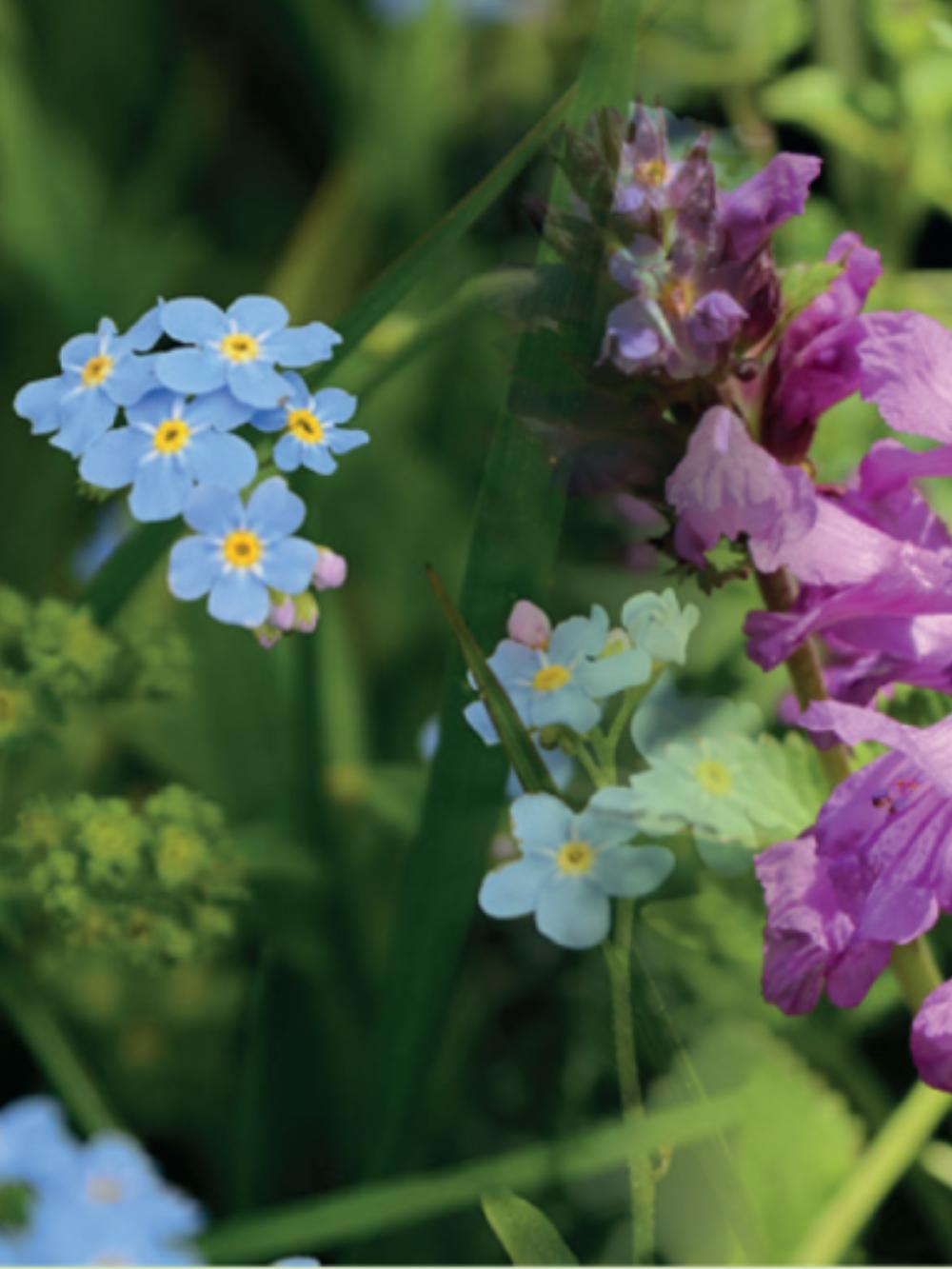 Skyggetolerant blanding